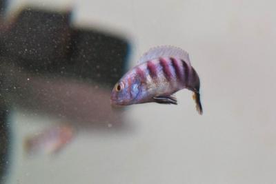 malawi