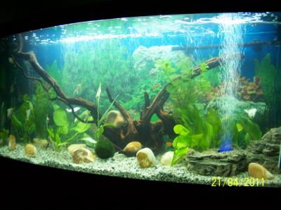 baniak mojego szwagra