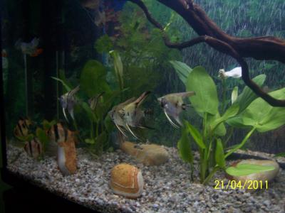 baniak mojego szwagra