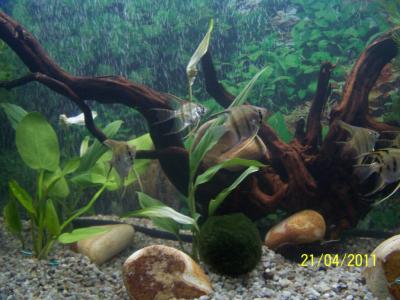 baniak mojego szwagra