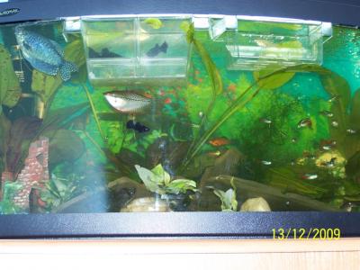 mój pierwszy baniak 60l