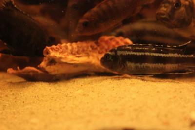 pyszczaki