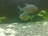 PACU