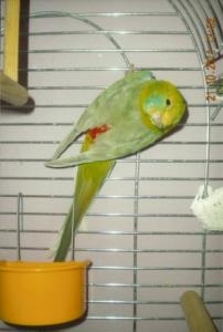 PAPUGI